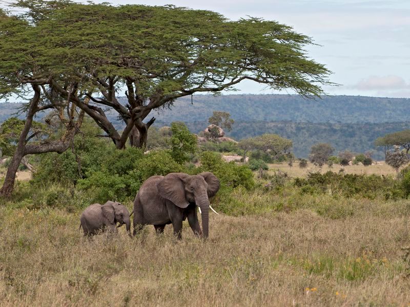 elephants-in-serengeti-national-park-tanzania-af-2026-01-05-04-38-29-utc