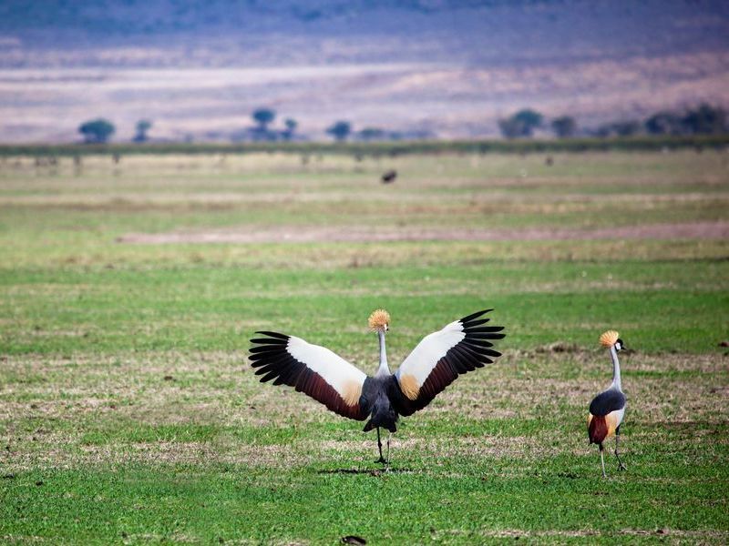 grey-crowned-crane-the-national-bird-of-uganda-2026-01-09-07-49-42-utc
