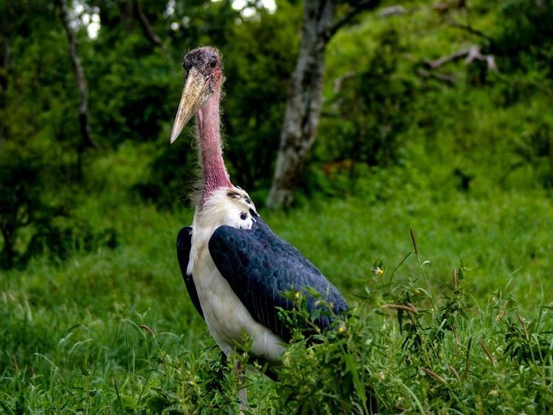 a-marabou-stork-in-green-forest