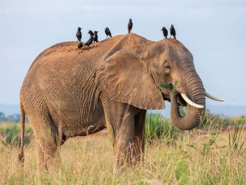 cute-elephant-with-birds-on-it-in-safari-of-uganda