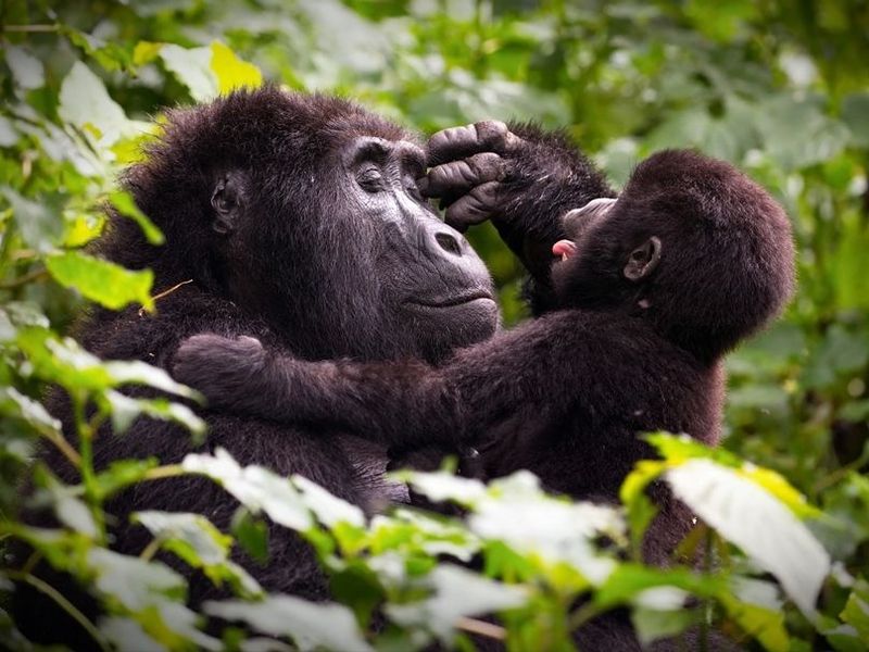 mother-gorrilla-playing-with-her-baby-in-a-forest