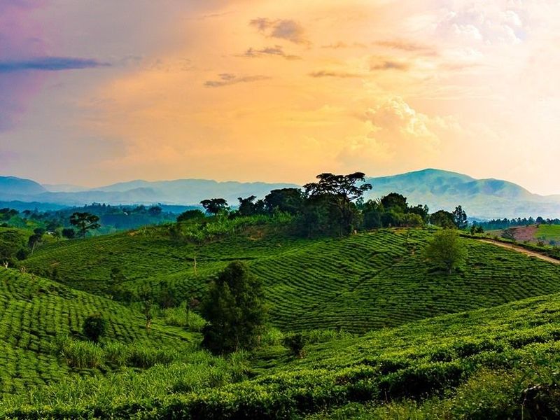 rolling-hills-of-uganda-and-rwanda