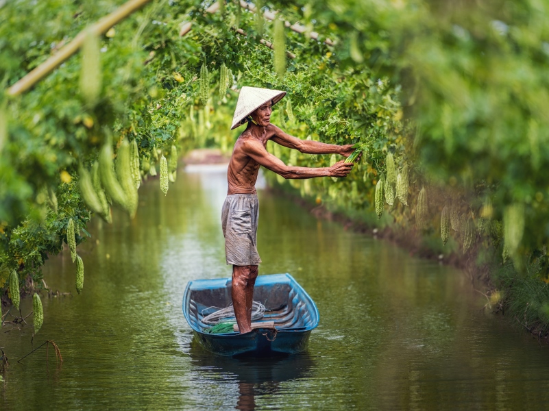 vietnamese-old-man-farmer