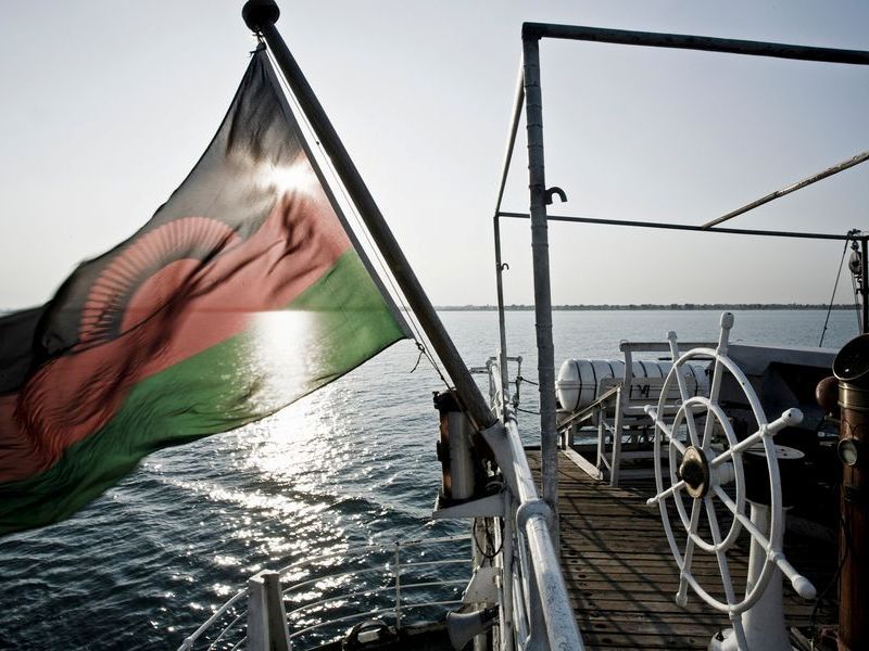 ankole watusi cows eating dry grass in the park 2026 01 07 05 28 59 utc