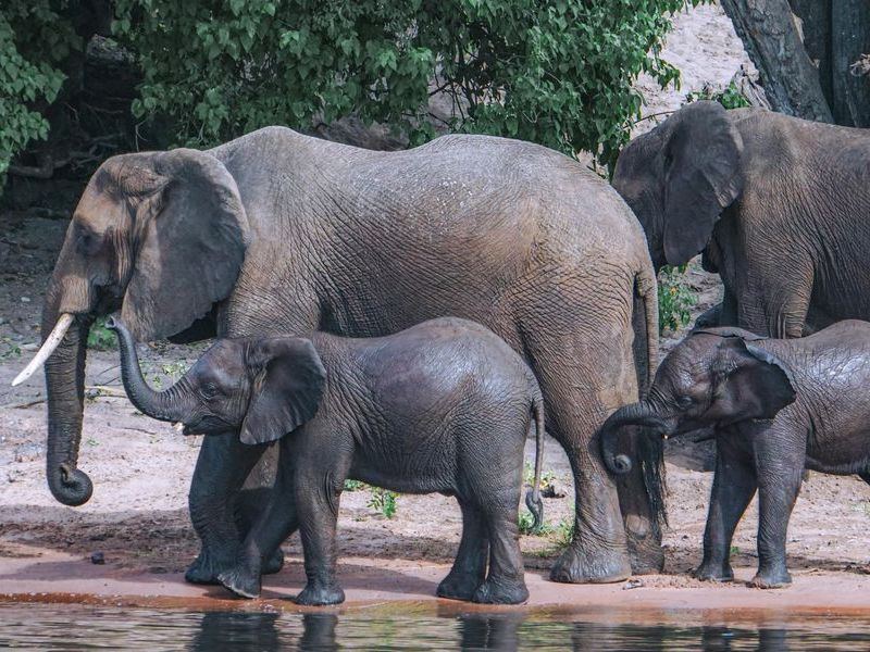 pexels clive kim 2523249 7235405